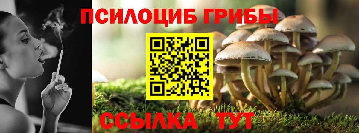 Псилоцибиновые грибы Psilocybe  купить наркотик  Ессентуки  Вход с VPN 